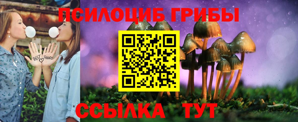 Галлюциногенные грибы Psilocybe Тихвин